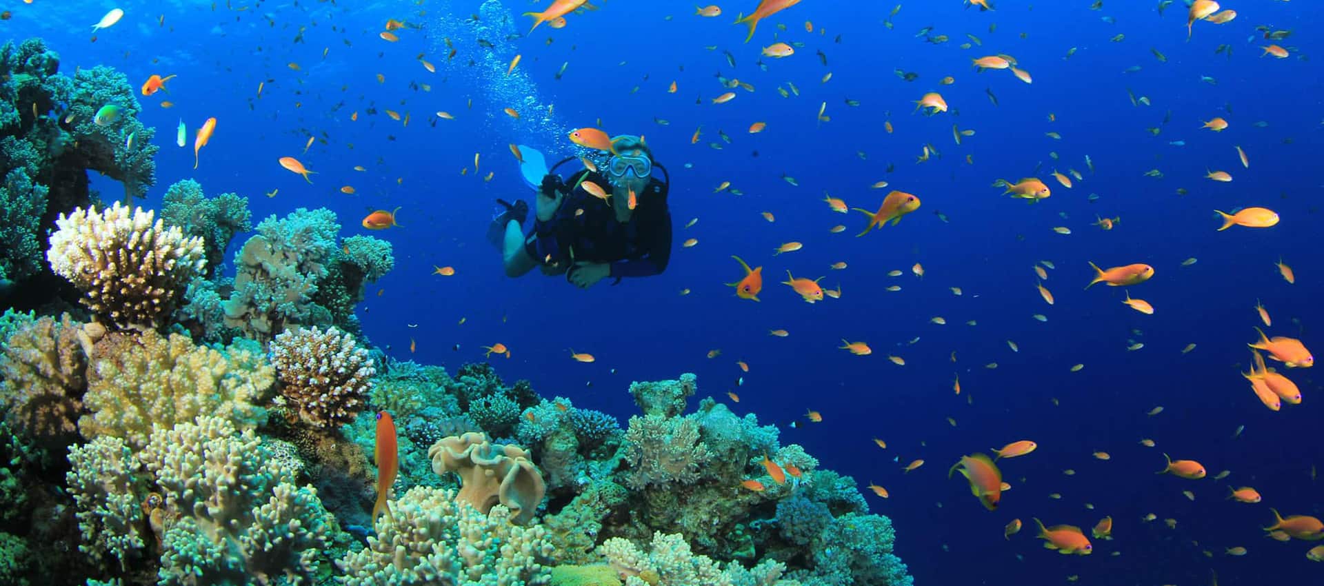 Scuba Diving in Sri Lanka